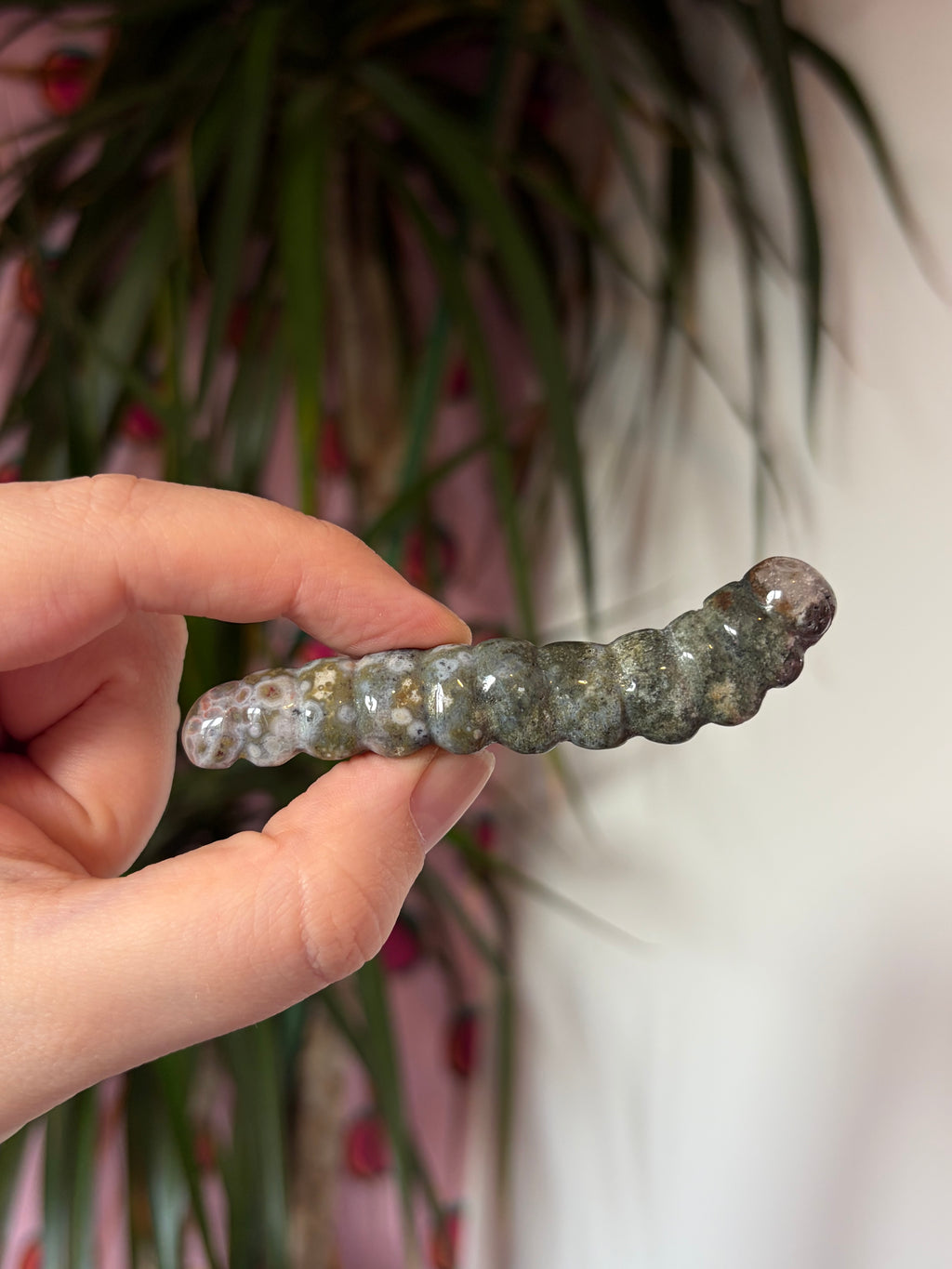 Ocean Jasper caterpillar