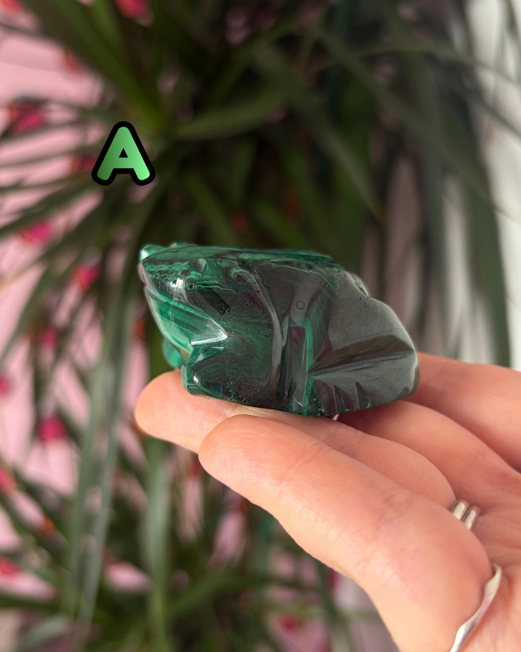 Malachite Frogs
