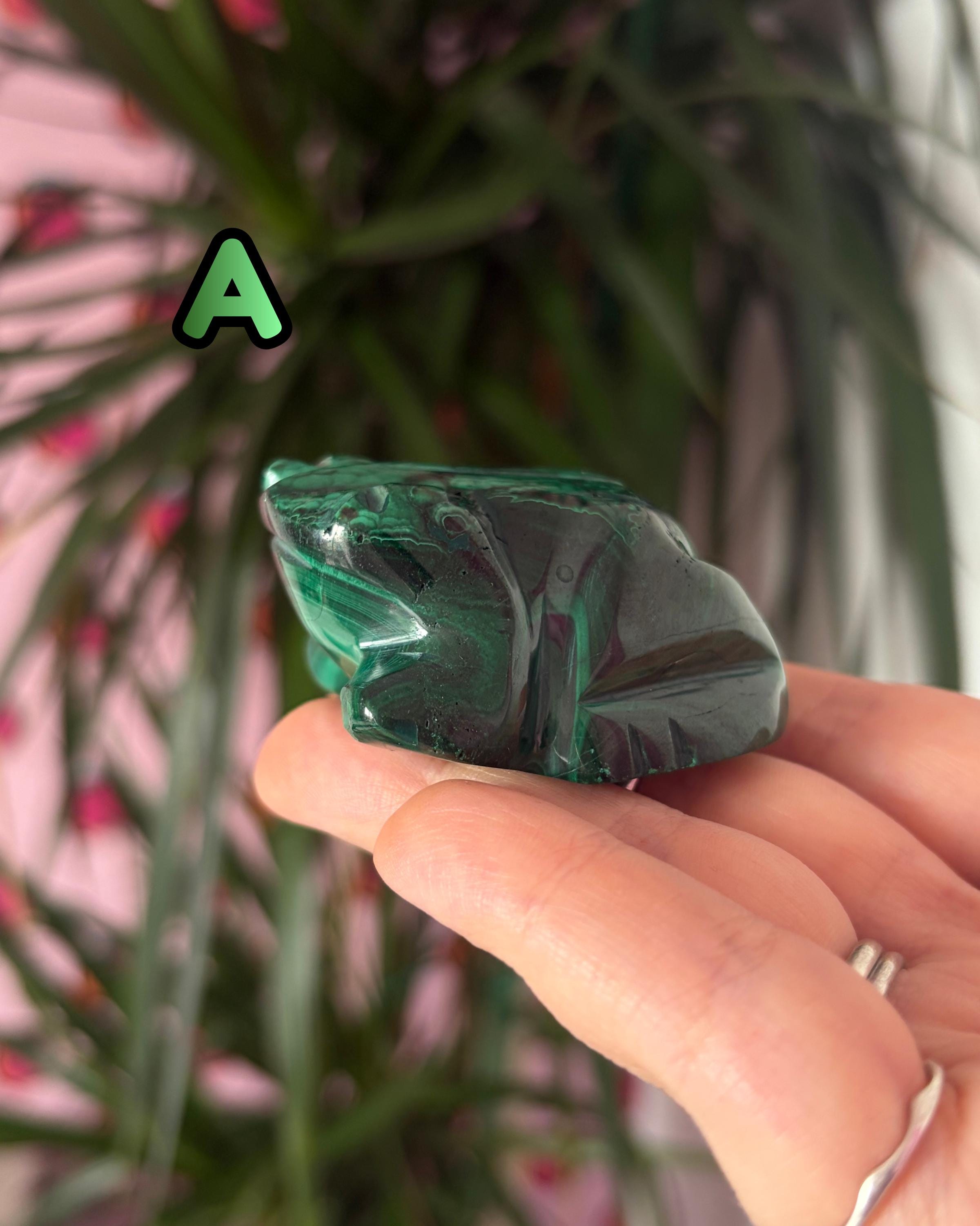 Malachite Frogs