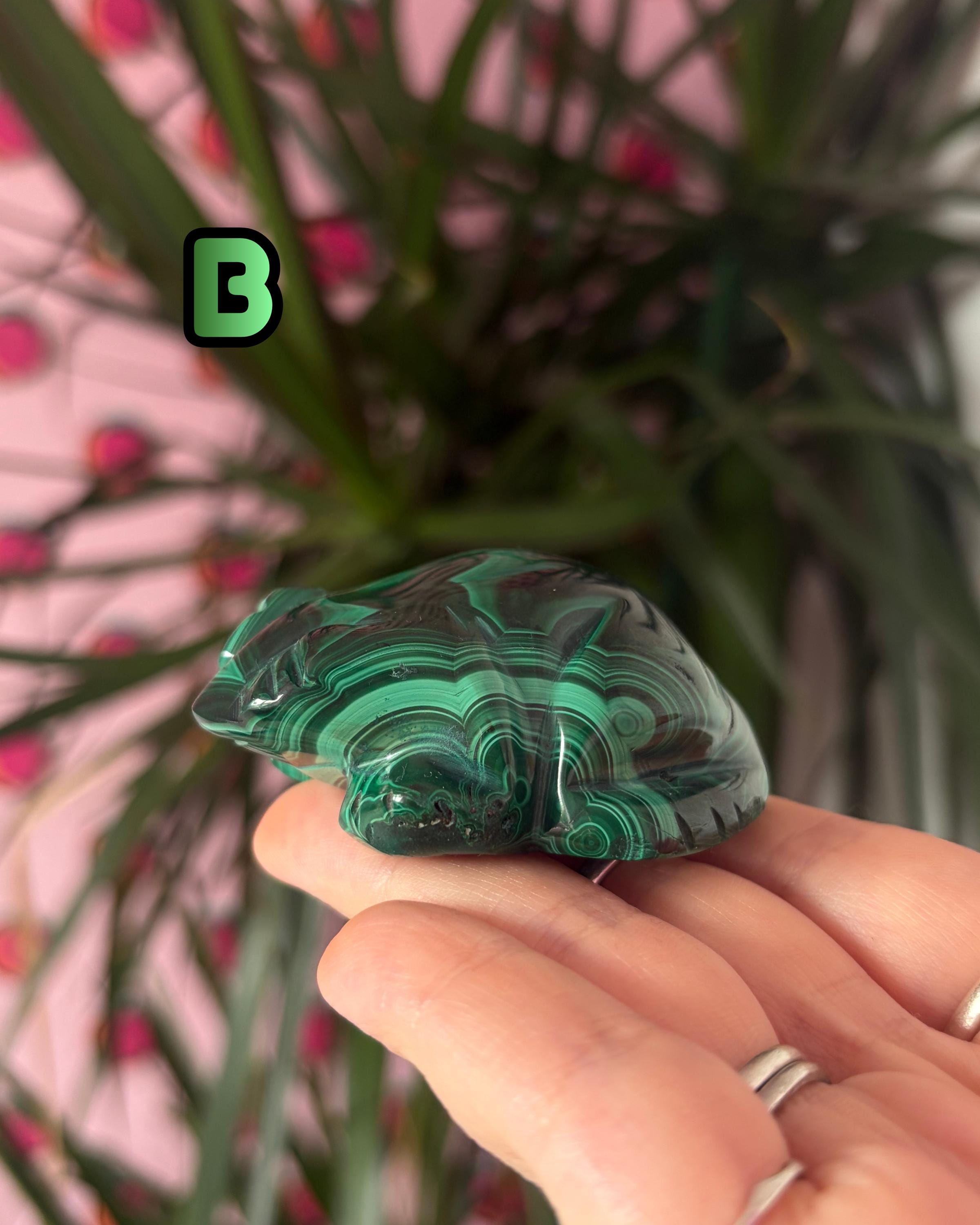 Malachite Frogs