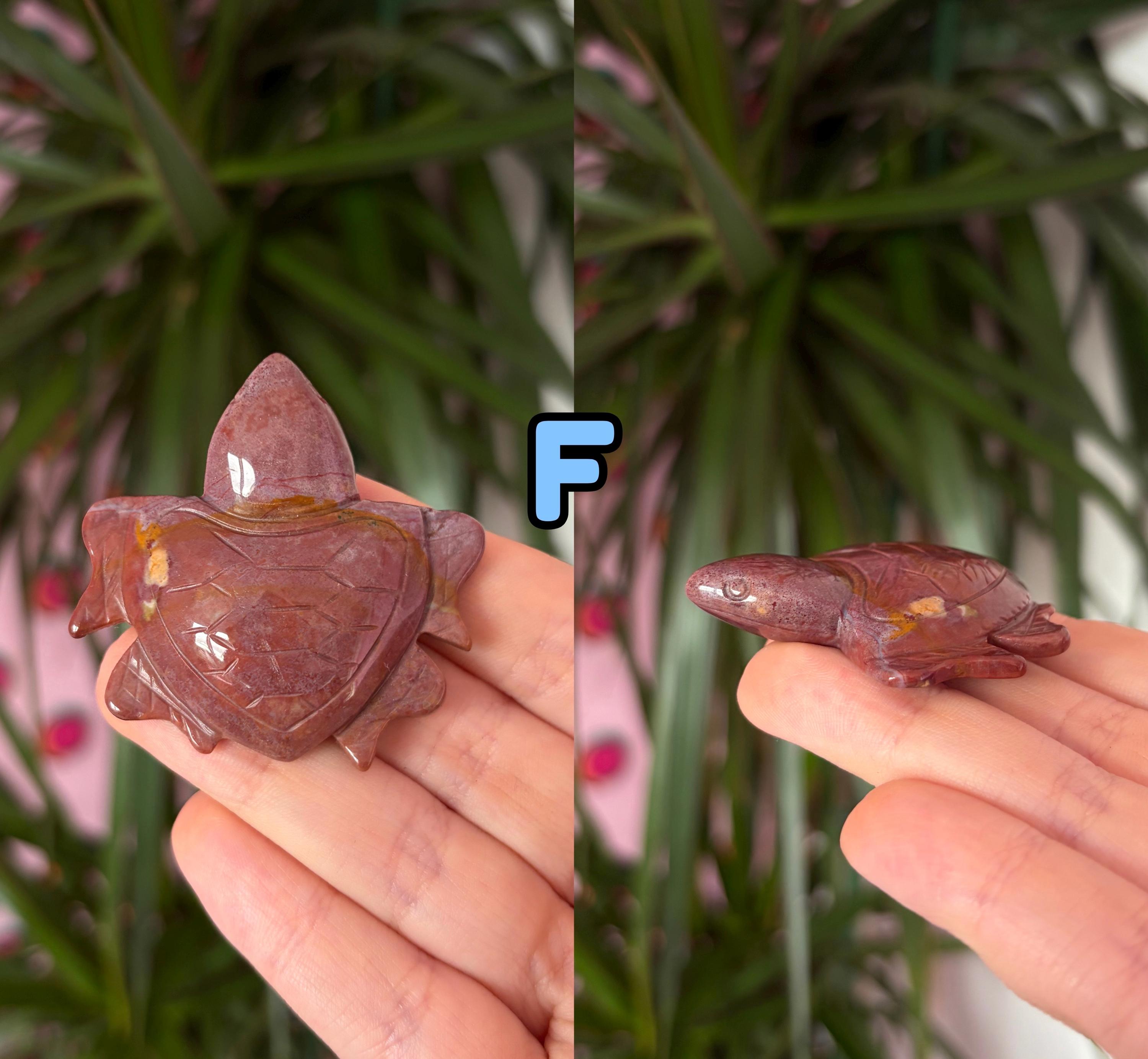 Sea jasper turtles