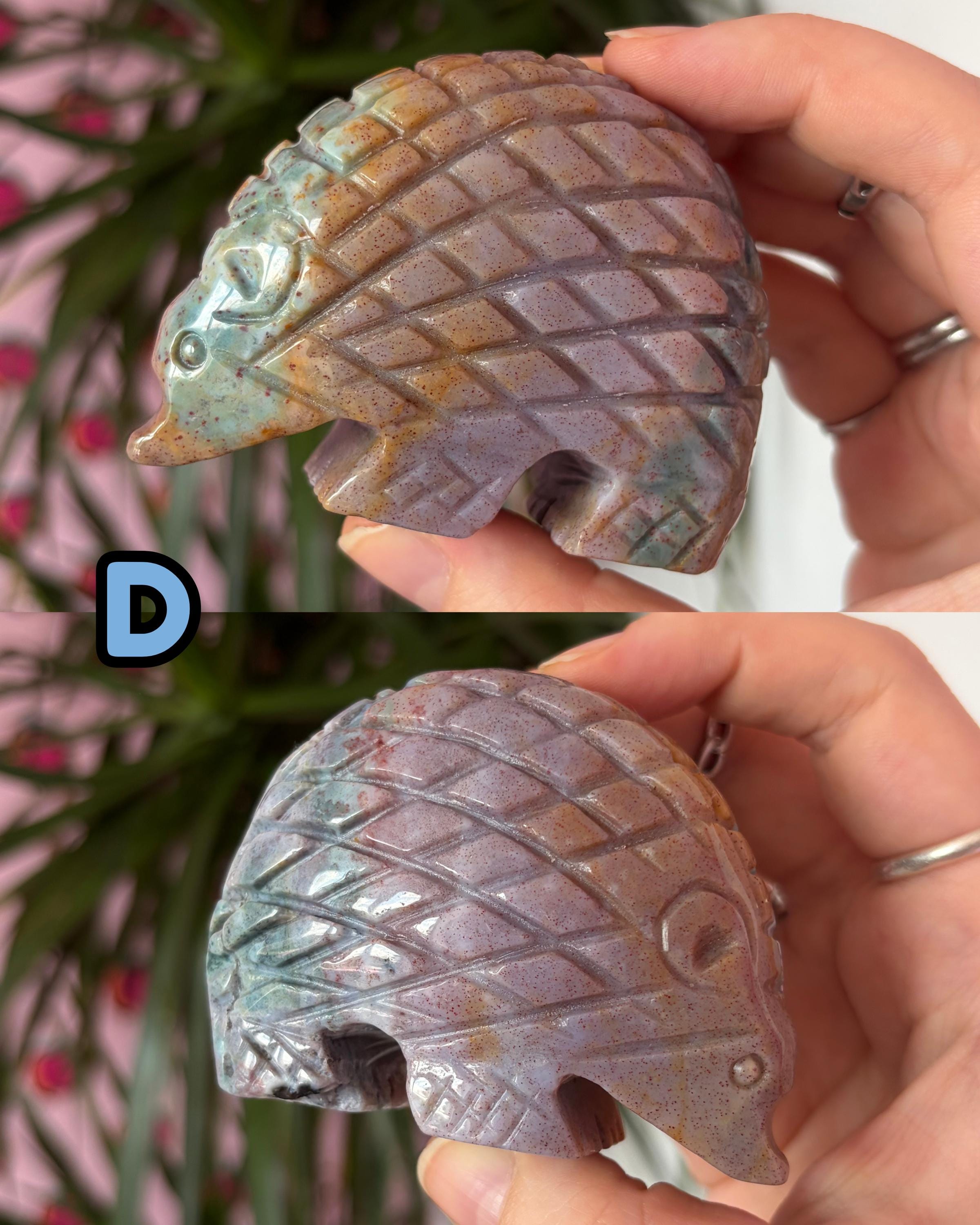 Sea Jasper Hedgehogs