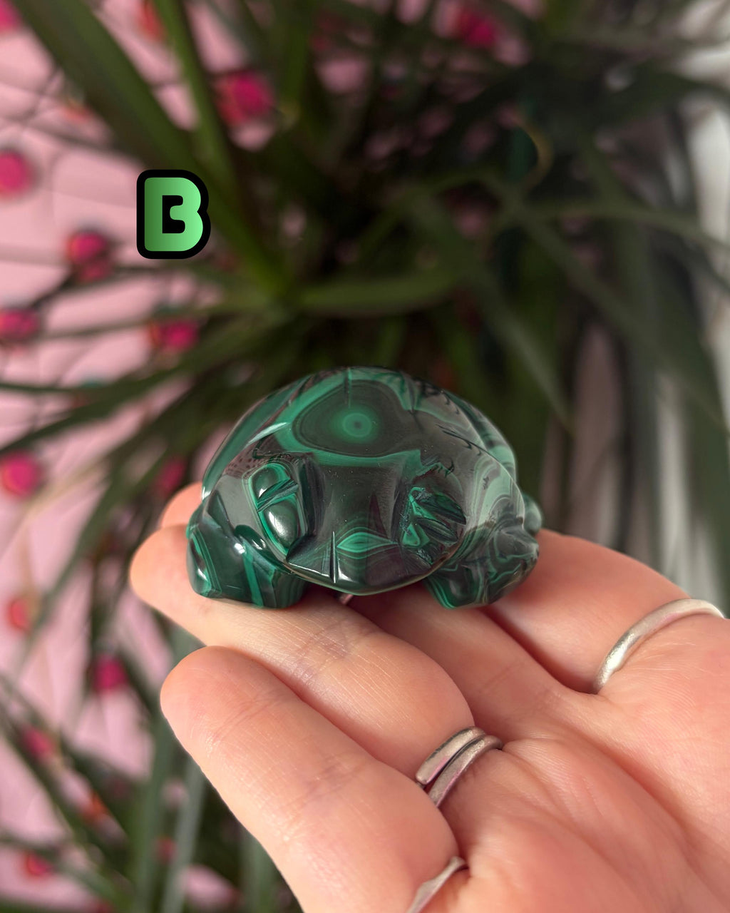 Malachite Frogs