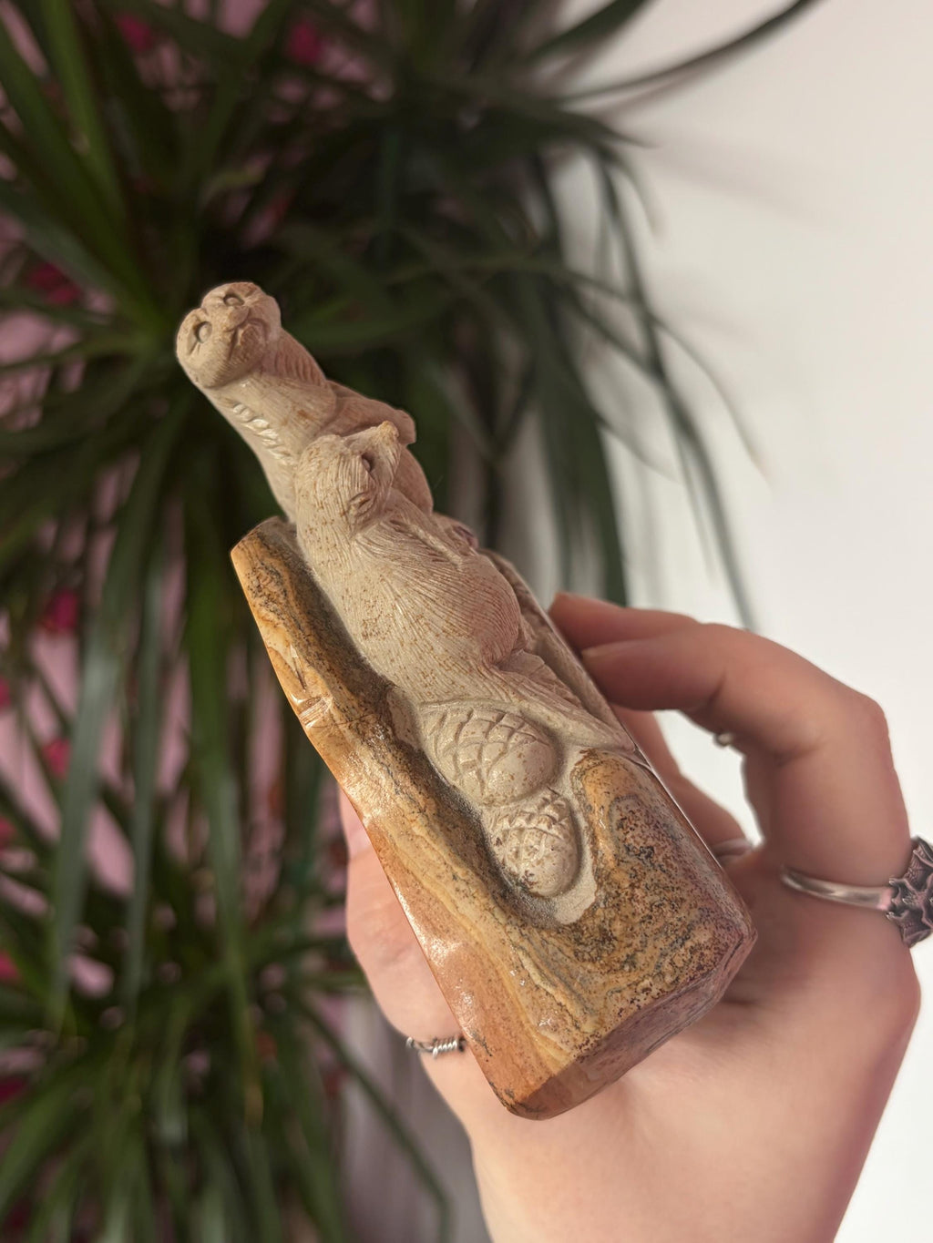 Picture Jasper Meerkats Scene
