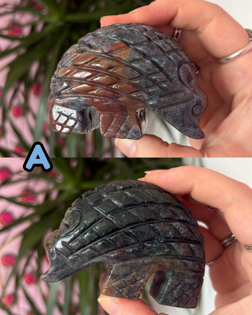Sea Jasper Hedgehogs