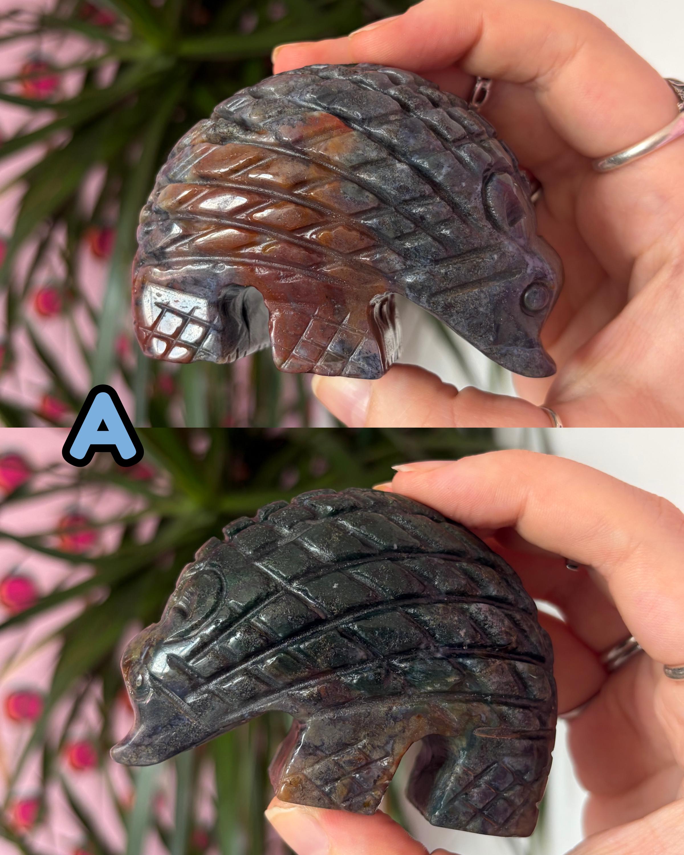 Sea Jasper Hedgehogs