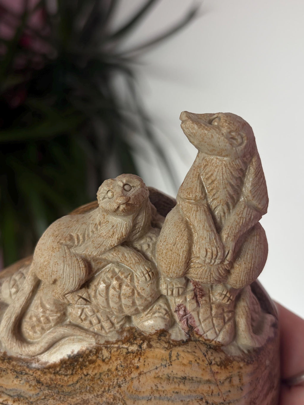Picture Jasper Meerkats Scene