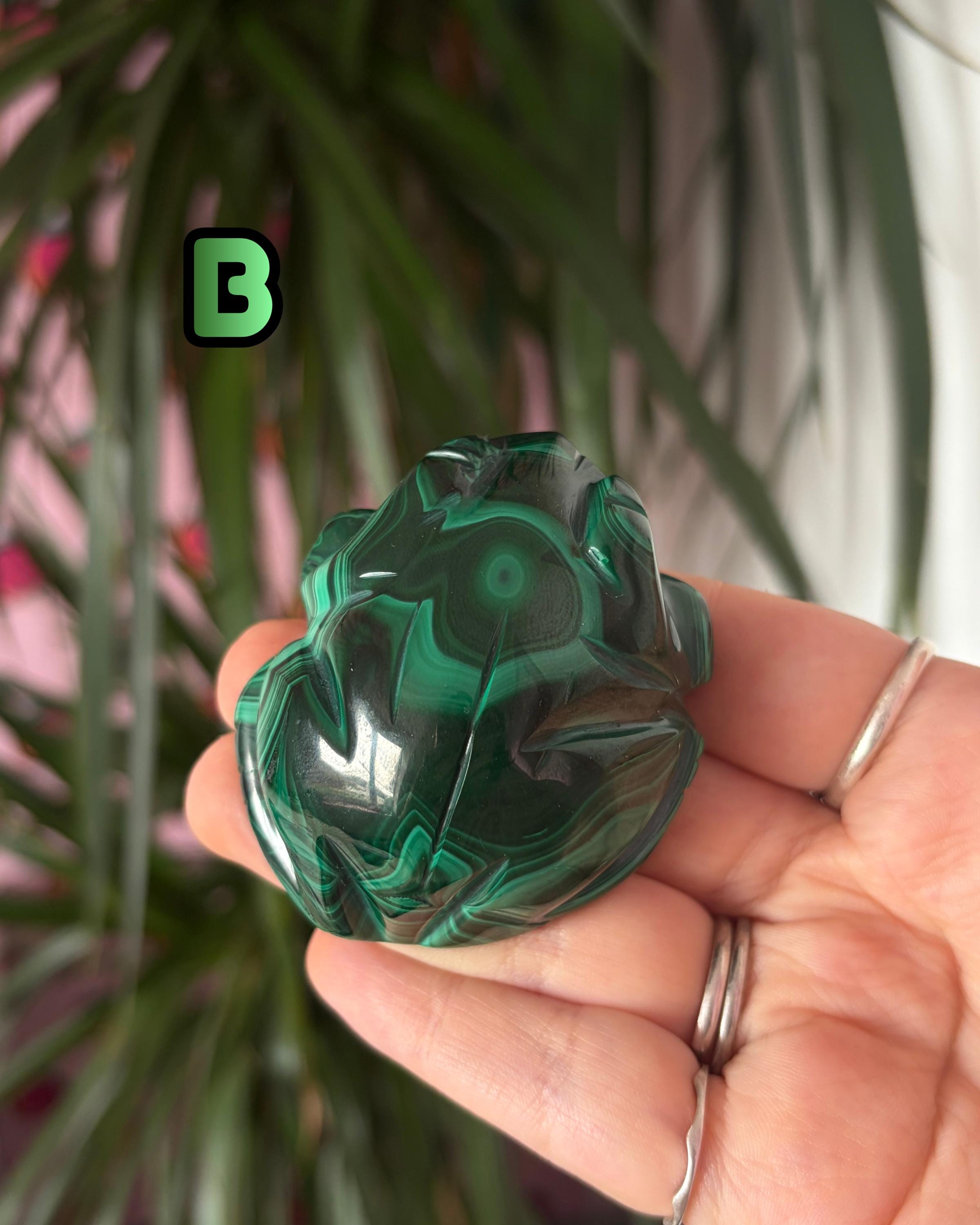 Malachite Frogs