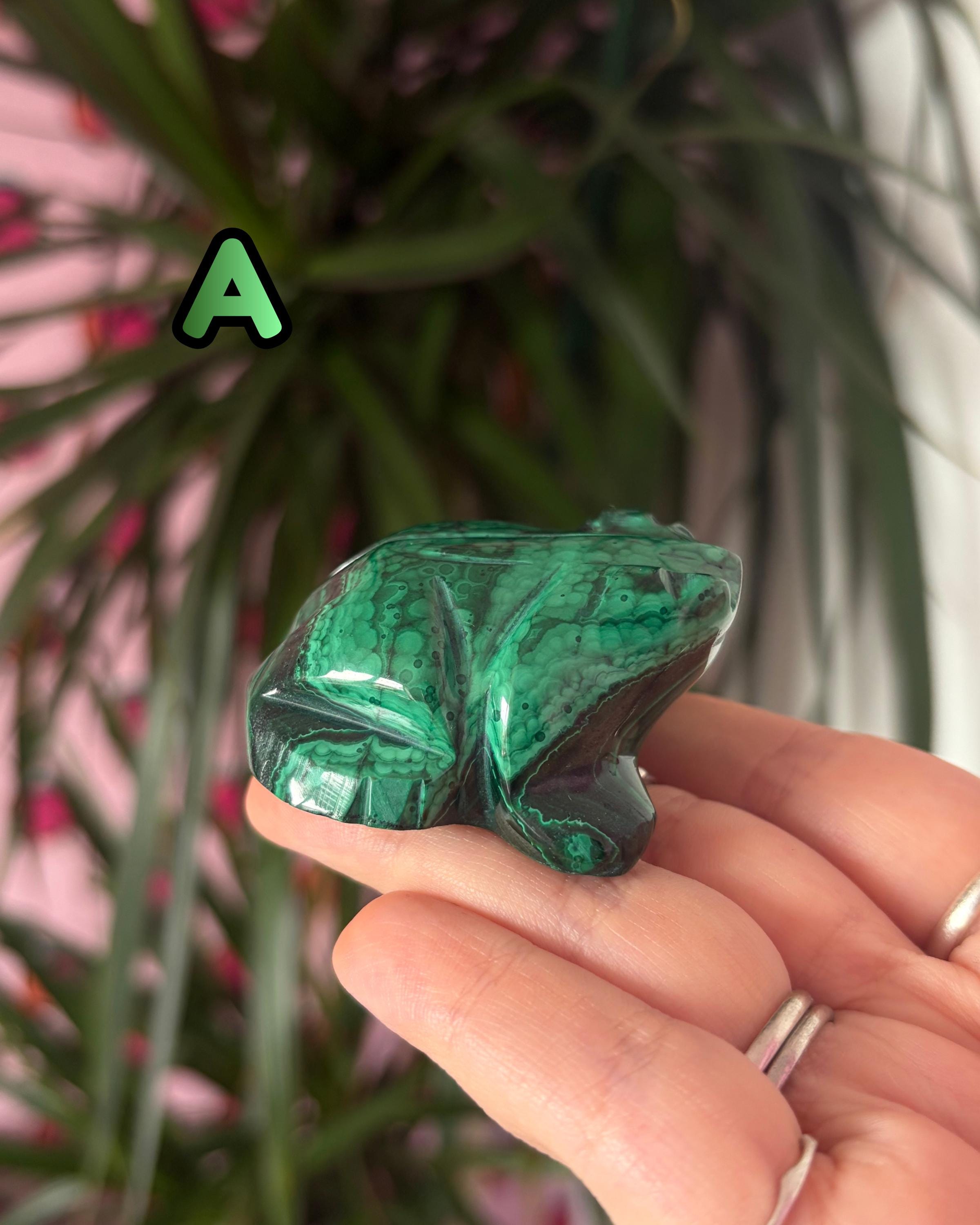 Malachite Frogs