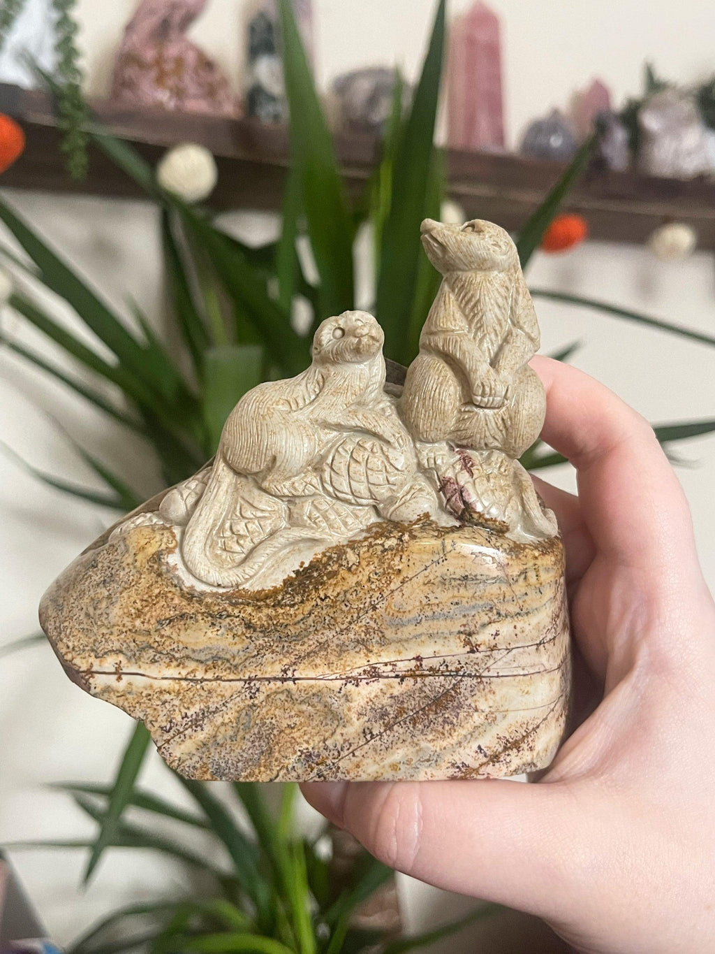Picture Jasper Meerkats Scene