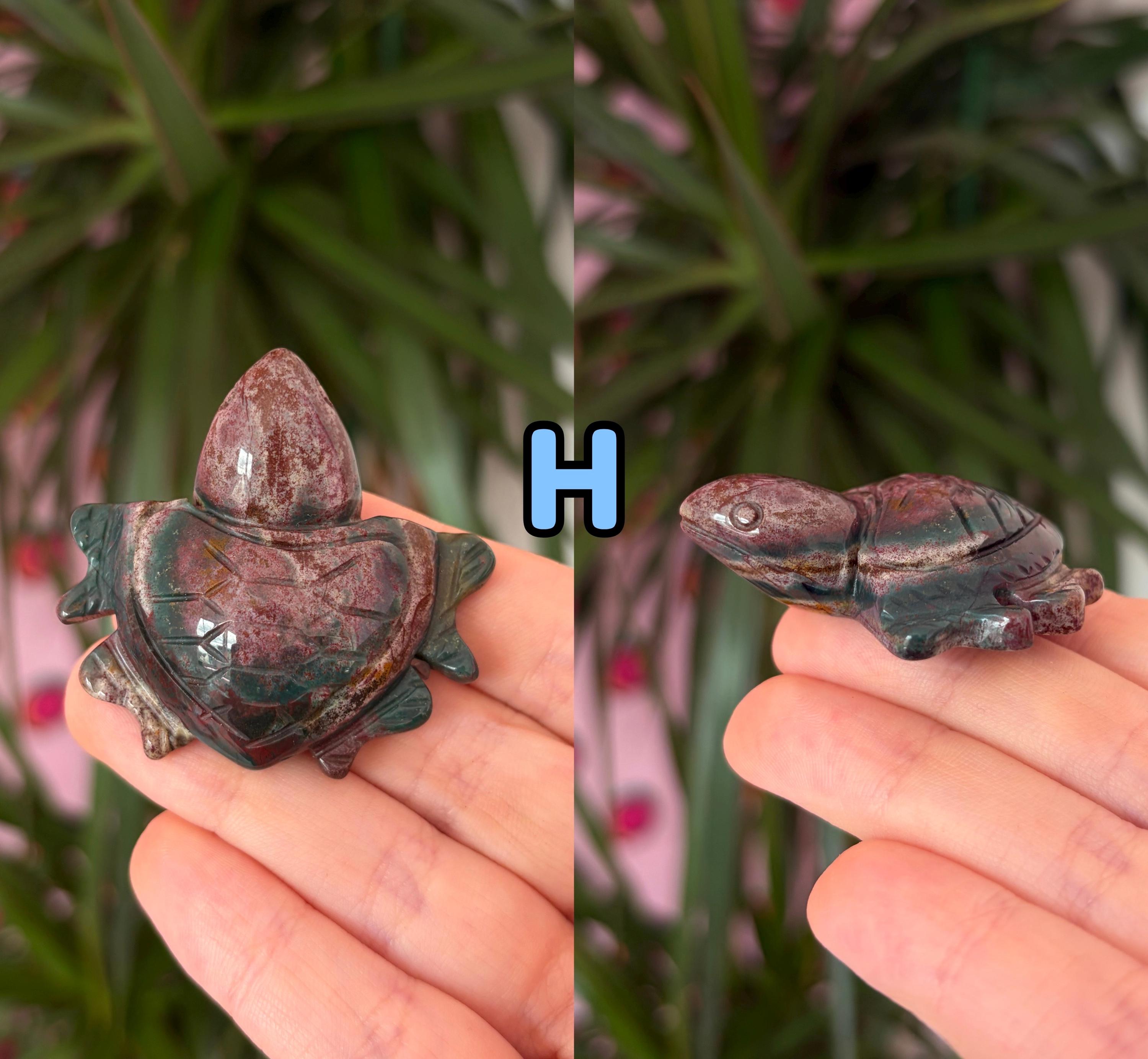 Sea jasper turtles